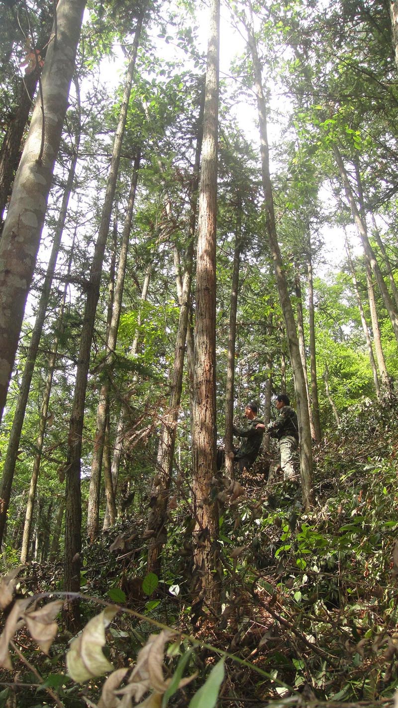 20124£Ϫͷɽֳϸ۹ɭָ