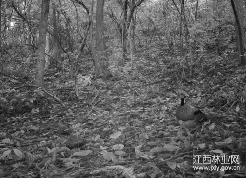 1513931028934047.jpg 20171101093056975.jpg